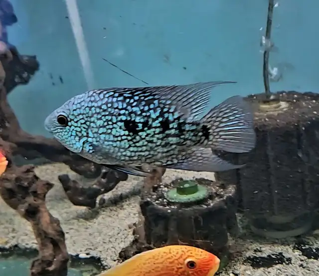 Texas cichlid 5.5'