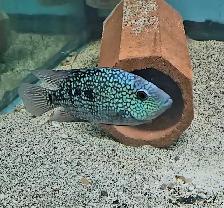 Texas cichlid 5.5' - Photo 3