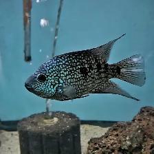 Texas cichlid 5.5' - Photo 4