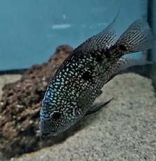 Texas cichlid 5.5' - Photo 5