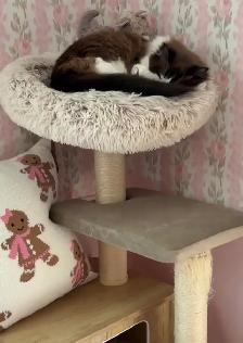 Cat Sitting/ $10 Pet Boarding - Photo 7