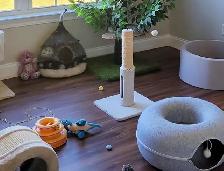 Cat Sitting/ $10 Pet Boarding - Photo 8