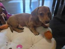 Enregistree  Miniature Dacshund Teckel femelle - Photo 3