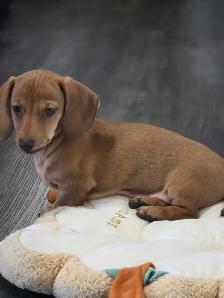 Enregistree  Miniature Dacshund Teckel femelle - Photo 6