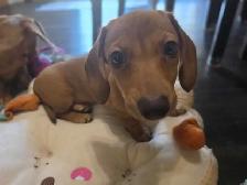 Enregistree  Miniature Dacshund Teckel femelle - Photo 8
