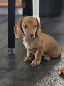 Enregistree  Miniature Dacshund Teckel femelle - Photo 9