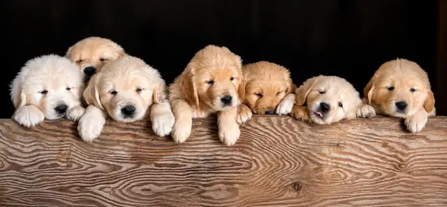 CKC Registered golden retriever puppies