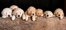 CKC Registered golden retriever puppies