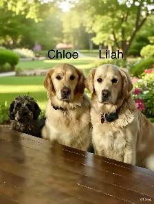 CKC Registered golden retriever puppies - Photo 3