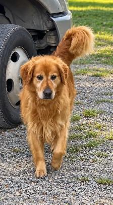 CKC Registered golden retriever puppies - Photo 4