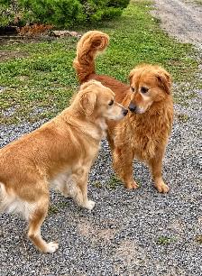 CKC Registered golden retriever puppies - Photo 5