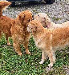 CKC Registered golden retriever puppies - Photo 6