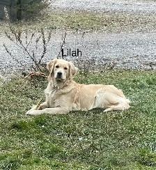 CKC Registered golden retriever puppies - Photo 7
