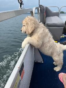 CKC Registered golden retriever puppies - Photo 8