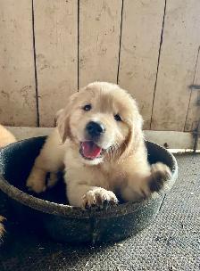 CKC Registered golden retriever puppies - Photo 9