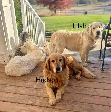 CKC Registered golden retriever puppies - Photo 10