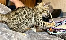 F4 Savannah Bengal Hybrid Kittens - Photo 2