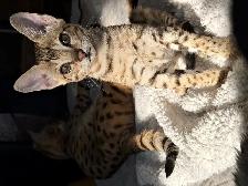 F4 Savannah Bengal Hybrid Kittens - Photo 3