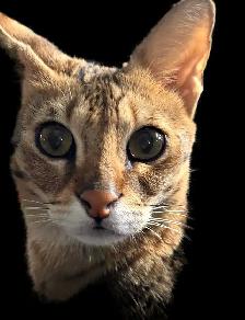 F4 Savannah Bengal Hybrid Kittens - Photo 4