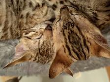 F4 Savannah Bengal Hybrid Kittens - Photo 6