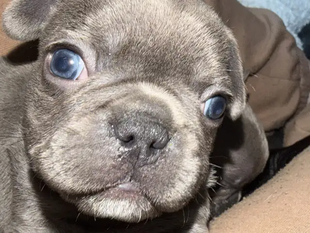 French Bulldog Puppies - Reserve Now