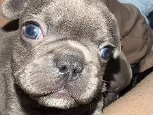 French Bulldog Puppies - Reserve Now