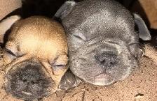 French Bulldog Puppies - Reserve Now - Photo 2