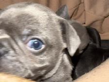 French Bulldog Puppies - Reserve Now - Photo 3