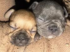 French Bulldog Puppies - Reserve Now - Photo 4