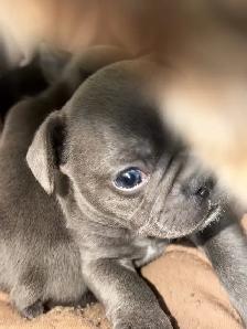 French Bulldog Puppies - Reserve Now - Photo 5