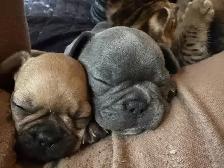 French Bulldog Puppies - Reserve Now - Photo 6