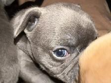 French Bulldog Puppies - Reserve Now - Photo 7