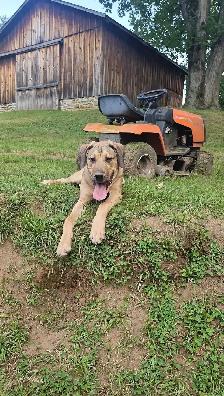 Looking for Long-Term Dog Boarding