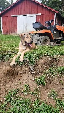 Looking for Long-Term Dog Boarding - Photo 2