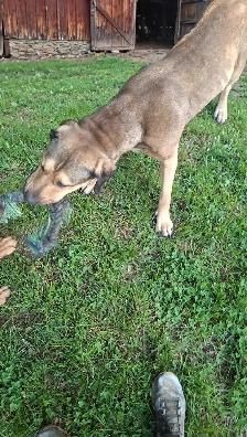 Looking for Long-Term Dog Boarding - Photo 3