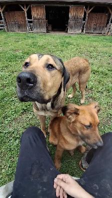 Looking for Long-Term Dog Boarding - Photo 4