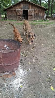 Looking for Long-Term Dog Boarding - Photo 5