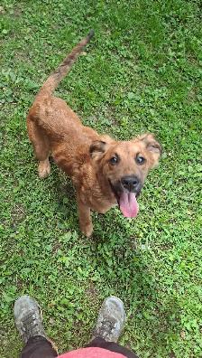 Looking for Long-Term Dog Boarding - Photo 6