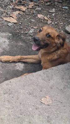 Looking for Long-Term Dog Boarding - Photo 7