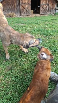 Looking for Long-Term Dog Boarding - Photo 8