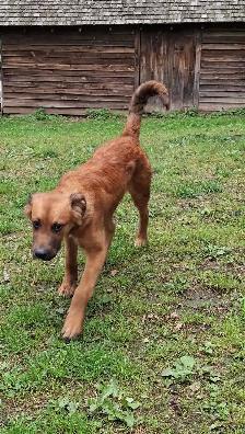Looking for Long-Term Dog Boarding - Photo 9