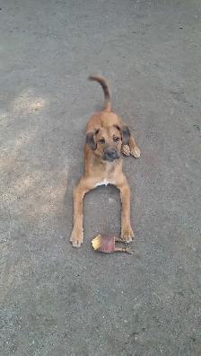 Looking for Long-Term Dog Boarding - Photo 10