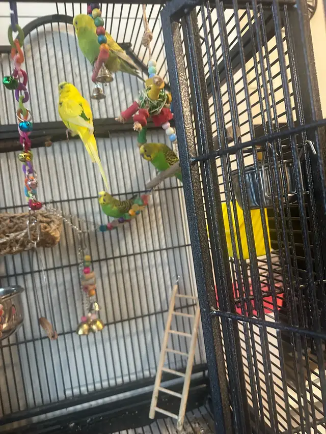 Four Budgies