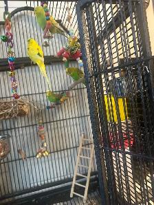 Four Budgies