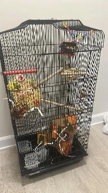 Four Budgies - Photo 2