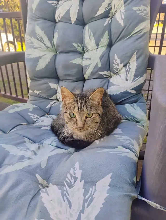 KItten Found