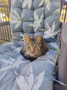 KItten Found