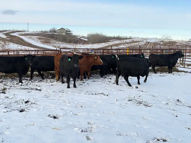 YOUNG BRED COWS