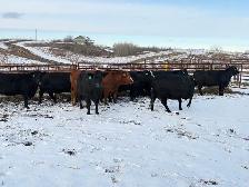 YOUNG BRED COWS