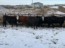 YOUNG BRED COWS - Photo 2